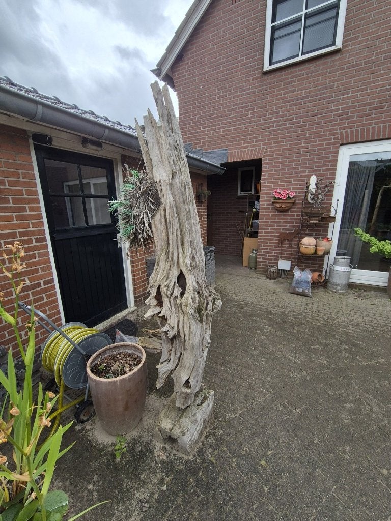 Decoratieve robuuste suar boomstam binnen/buiten, Ophalen, Gebruikt, Hout, Overige typen
