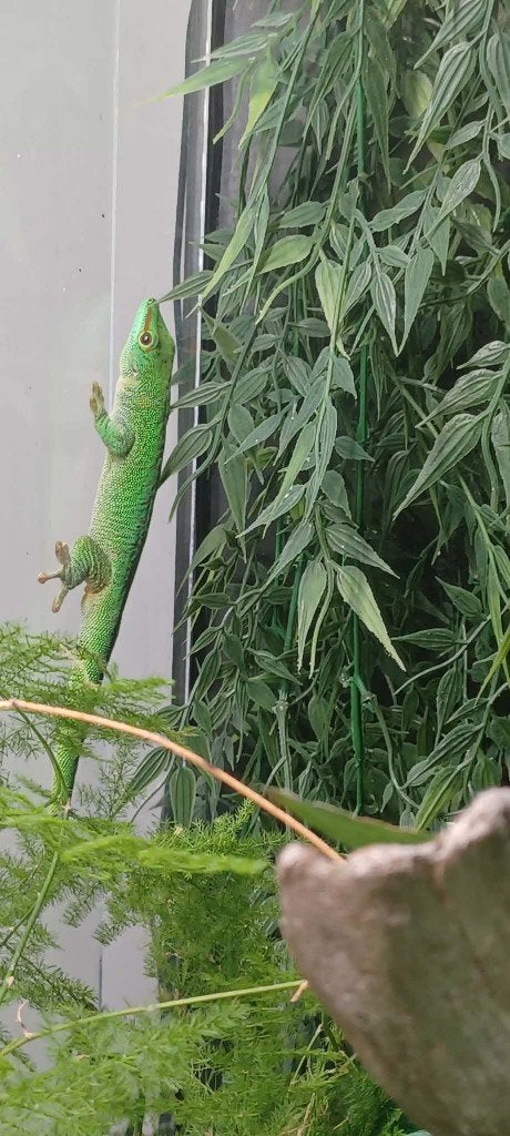 Madagascar daggekko man (Phelsuma madagascariensis grandis), Hagedis, 0 tot 2 jaar