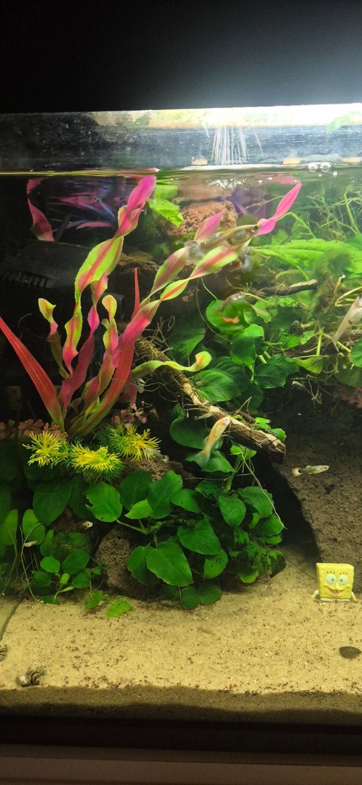 aquarium guppen, guppies, Vis