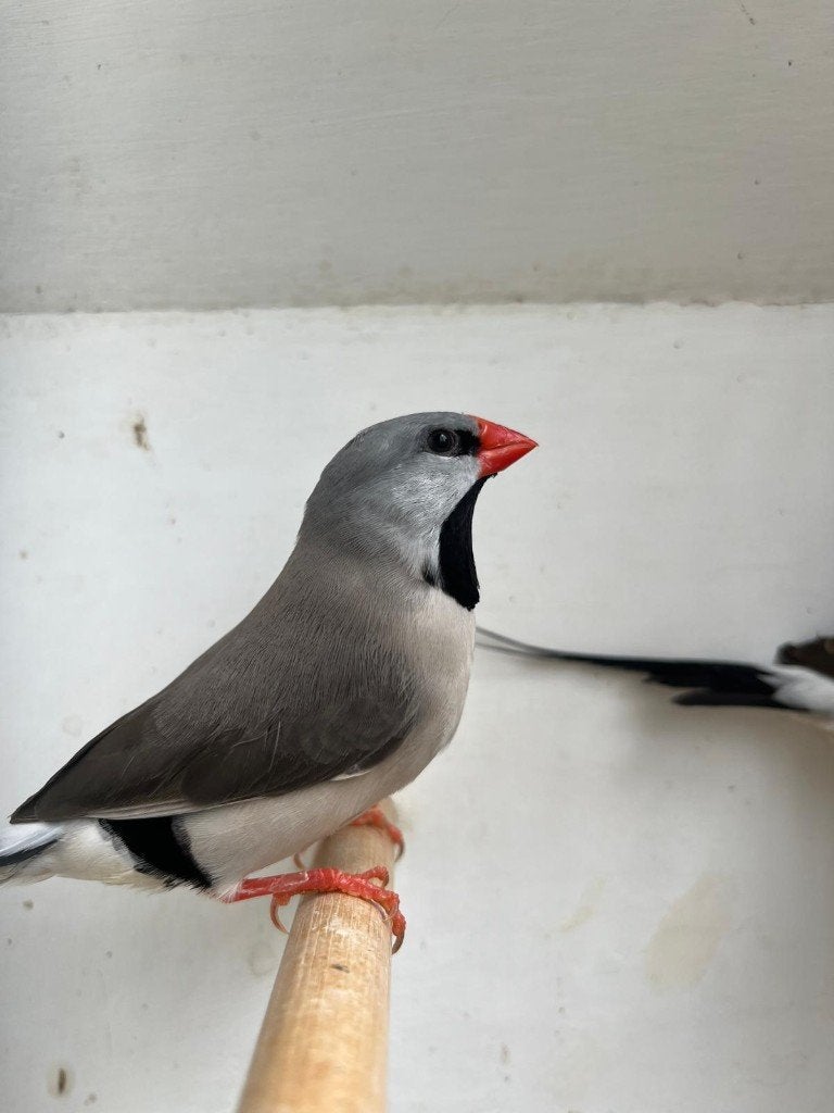 2 spitsstaartamadines