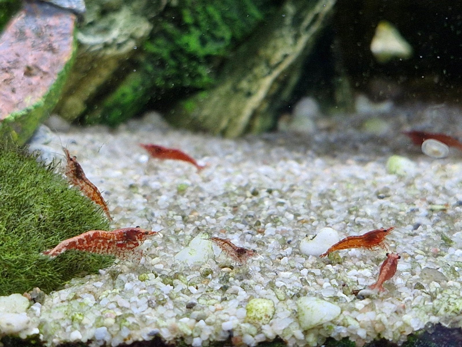 Neocardina Garnalen, Red Sakura., Kreeft, Krab of Garnaal, Zoetwatervis, Schoolvis