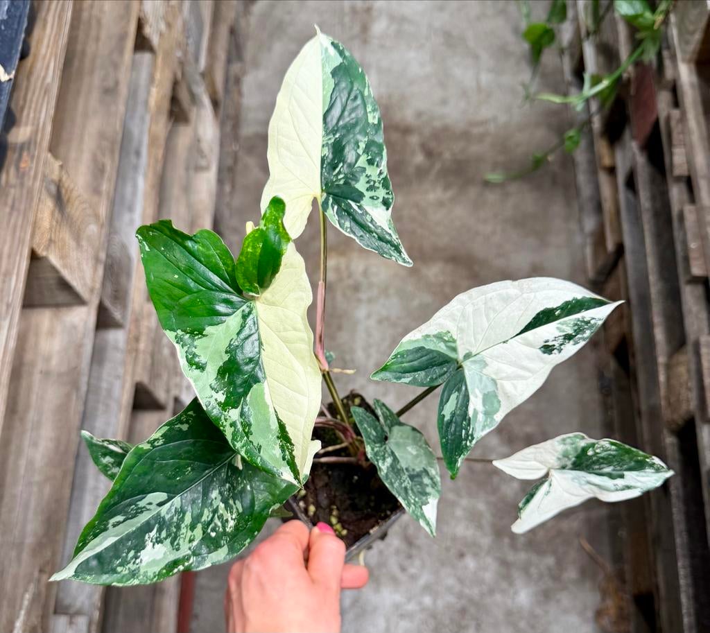 Syngonium Albo, Huis en Inrichting, Ophalen of Verzenden