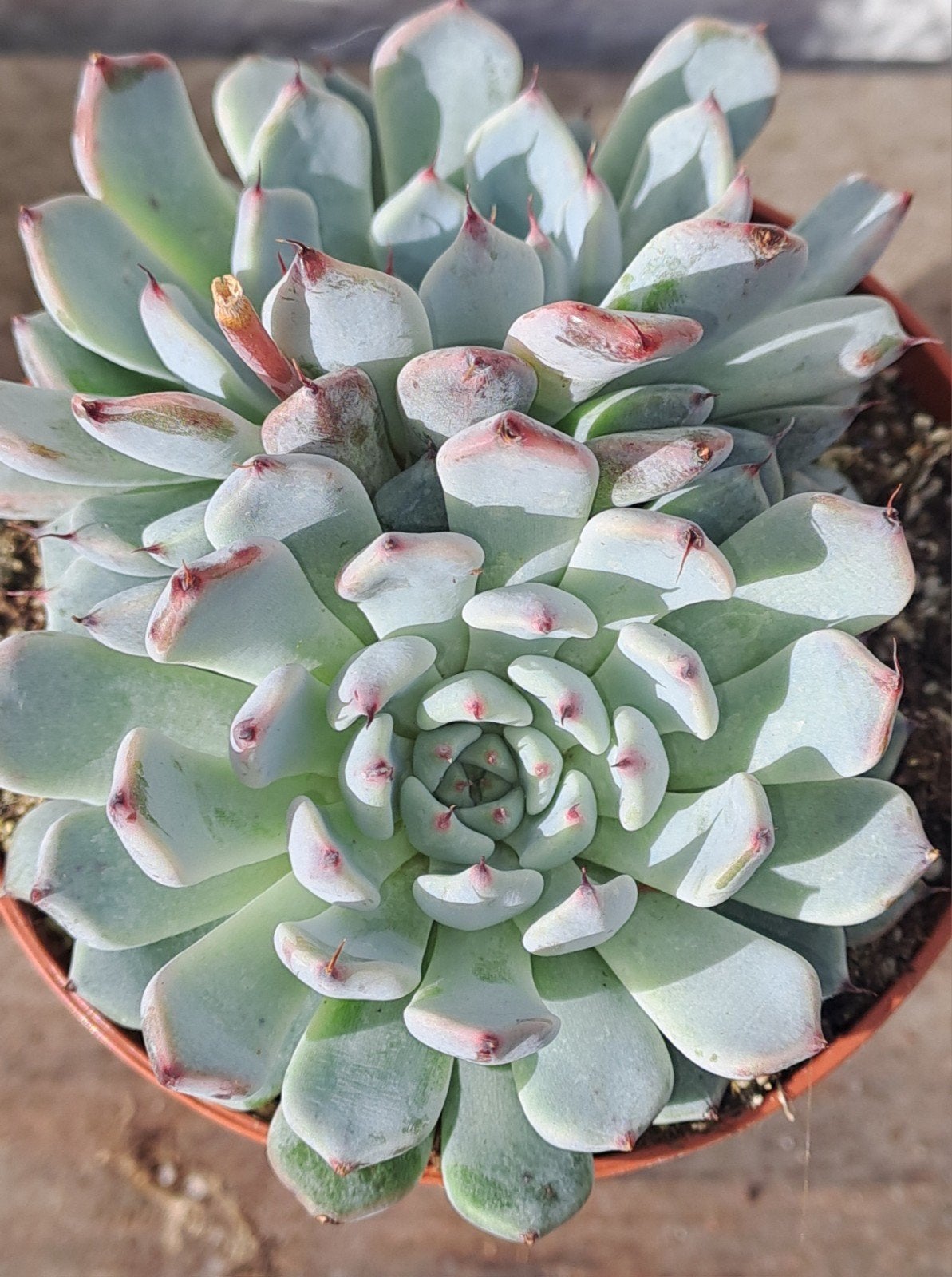 Vetplantjes, Ophalen of Verzenden, Halfschaduw, Minder dan 100 cm
