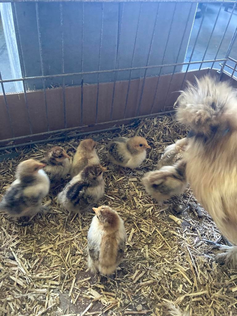 Broedeieren 1€.couchin-prachtige kuikens op fotto, Dieren en Toebehoren, Geslacht onbekend, Kip