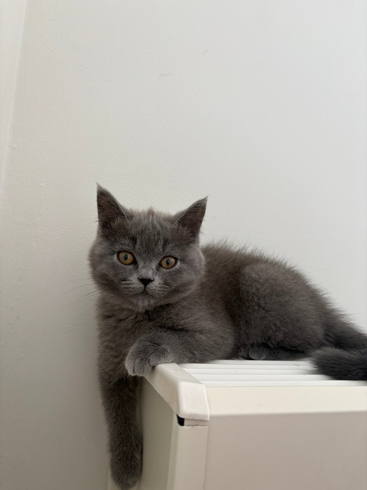 Britse kortharige kitten, Dieren en Toebehoren, Meerdere dieren, 0 tot 2 jaar