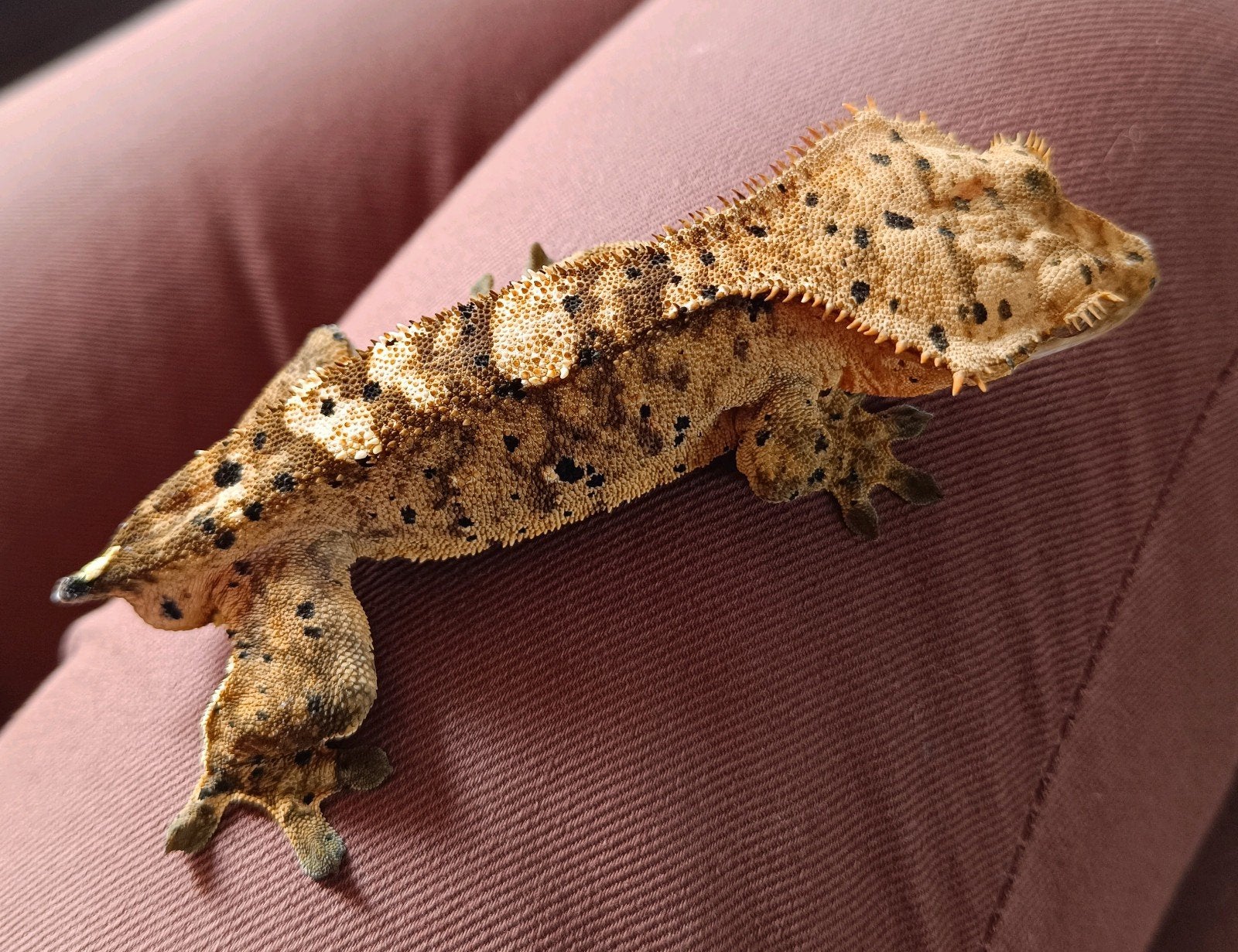 Wimpergekko tiger superdalmatian man, Dieren en Toebehoren, Hagedis, 0 tot 2 jaar