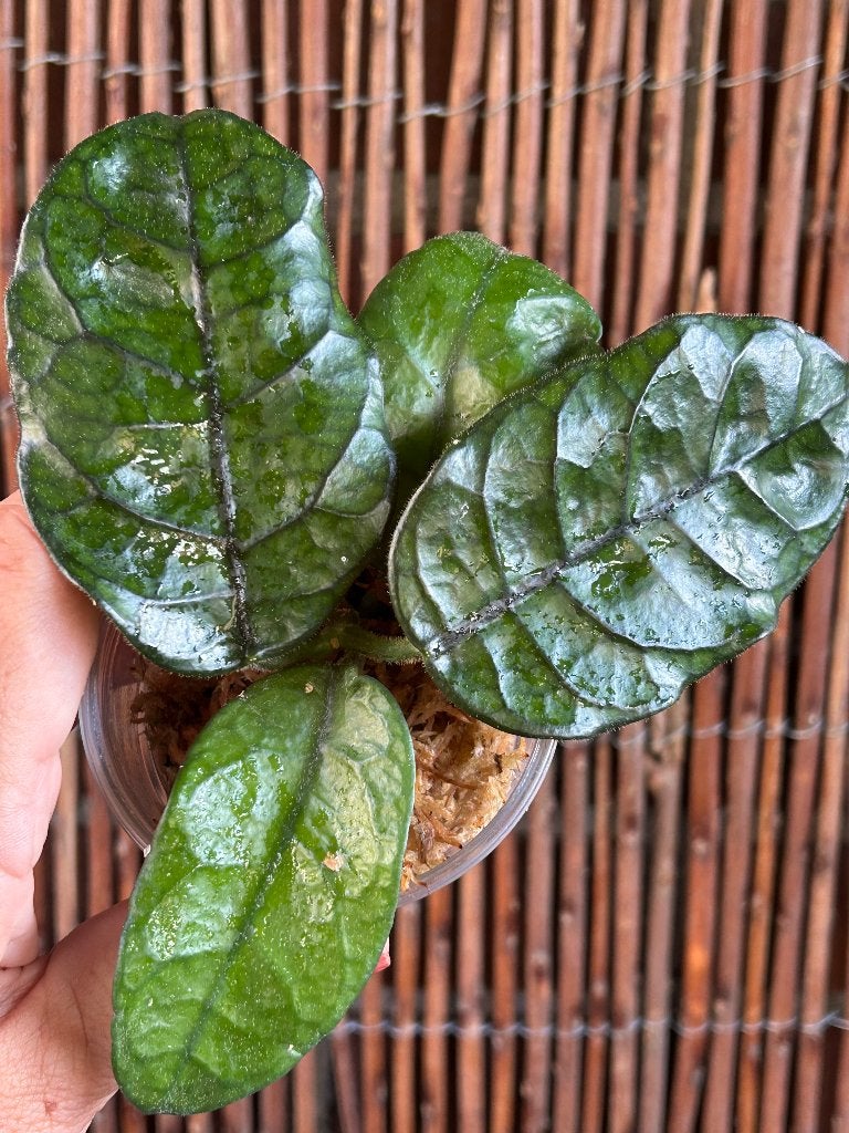 Hoya Villosa 🪴, Overige soorten, In pot, Minder dan 100 cm, Bloeiende kamerplant