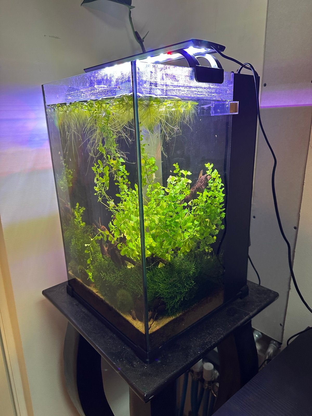 Compleet nano aquarium, Ophalen, Zo goed als nieuw, Gevuld zoetwateraquarium