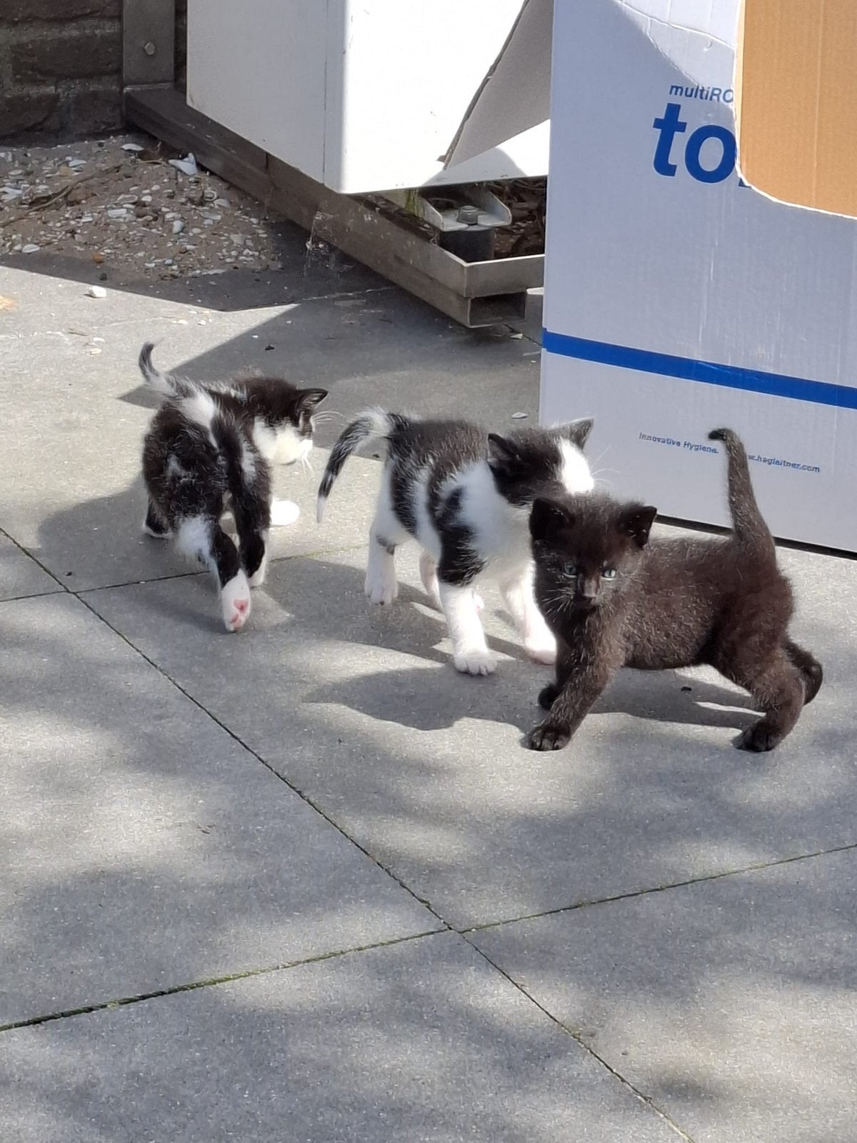Kittens, Meerdere dieren, 0 tot 2 jaar