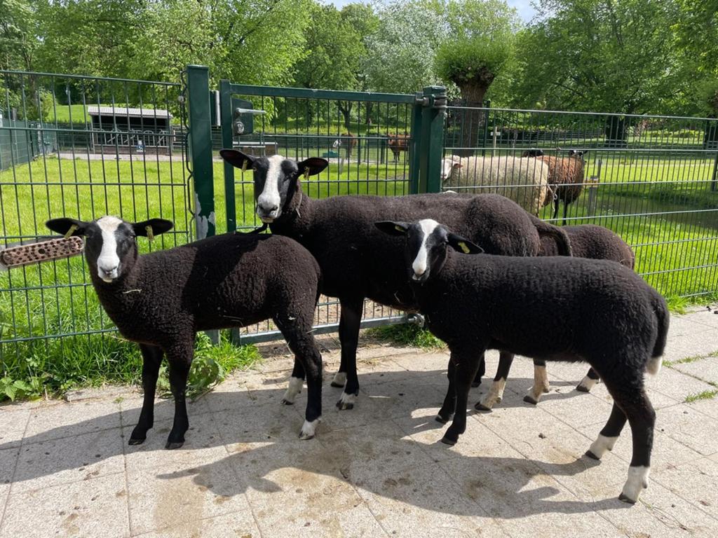 Zwartbles ooi stamboek cae cl vrij mak, Dieren en Toebehoren, Vrouwelijk, Schaap, 3 tot 5 jaar