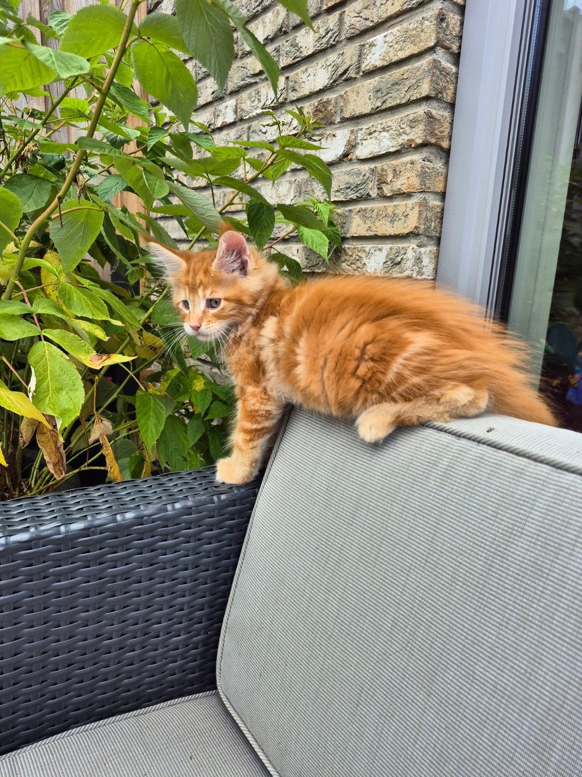 Maincoon kittens, Dieren en Toebehoren, Katten en Kittens | Raskatten | Langhaar, Meerdere dieren, Ontwormd, 0 tot 2 jaar