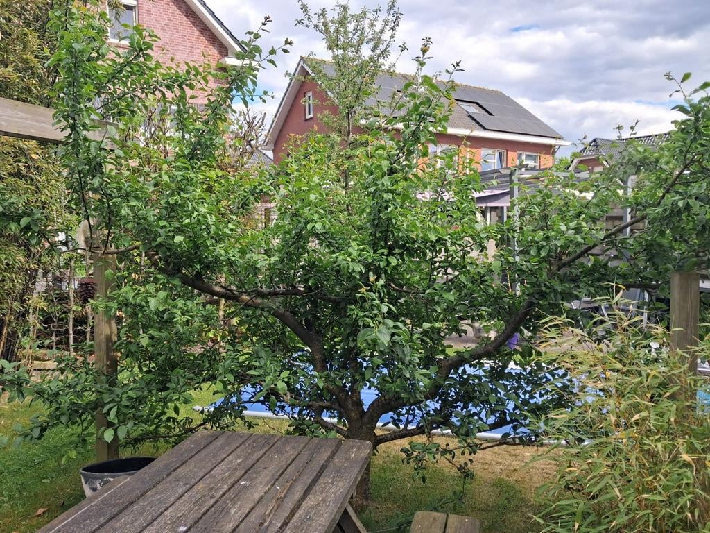 Pruimenboom, Tuin en Terras, Volle zon, Lente, 250 tot 400 cm, Overige soorten
