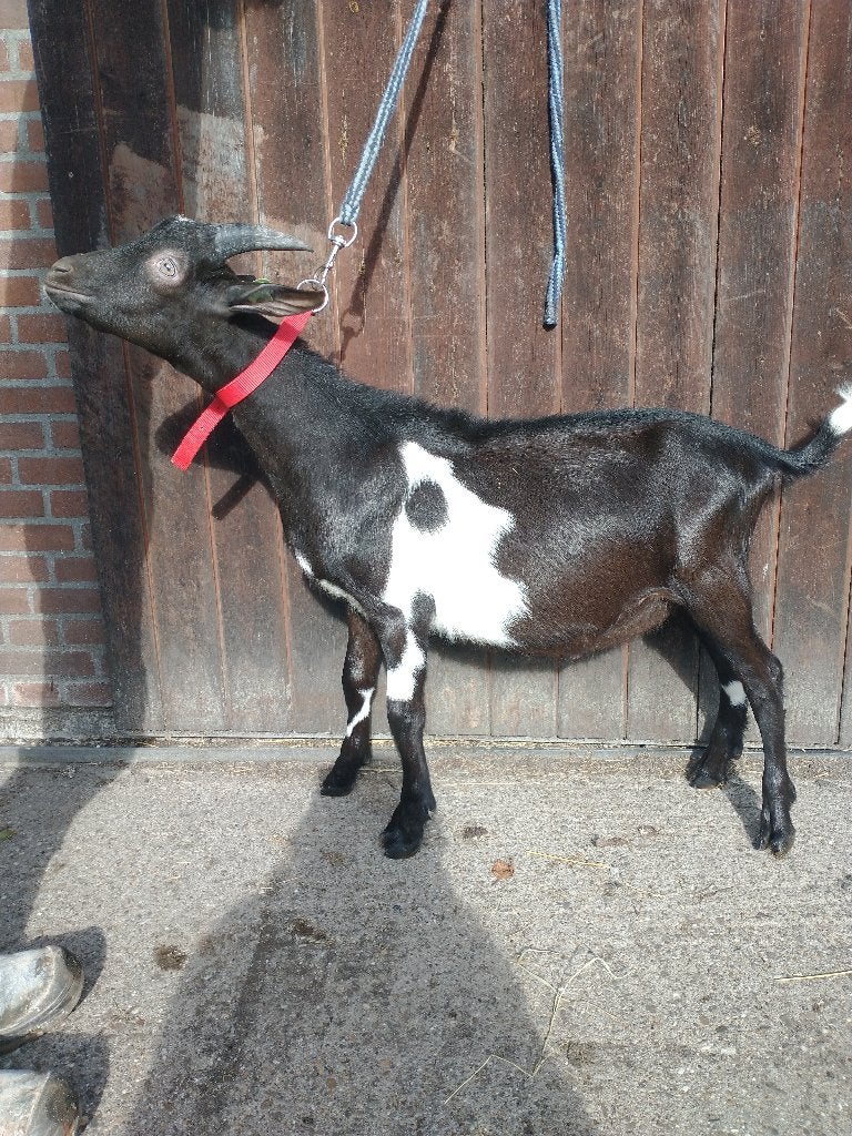 2 Bonte Bokjes CAE/CL VRIJ, Mannelijk, Geit, 0 tot 2 jaar