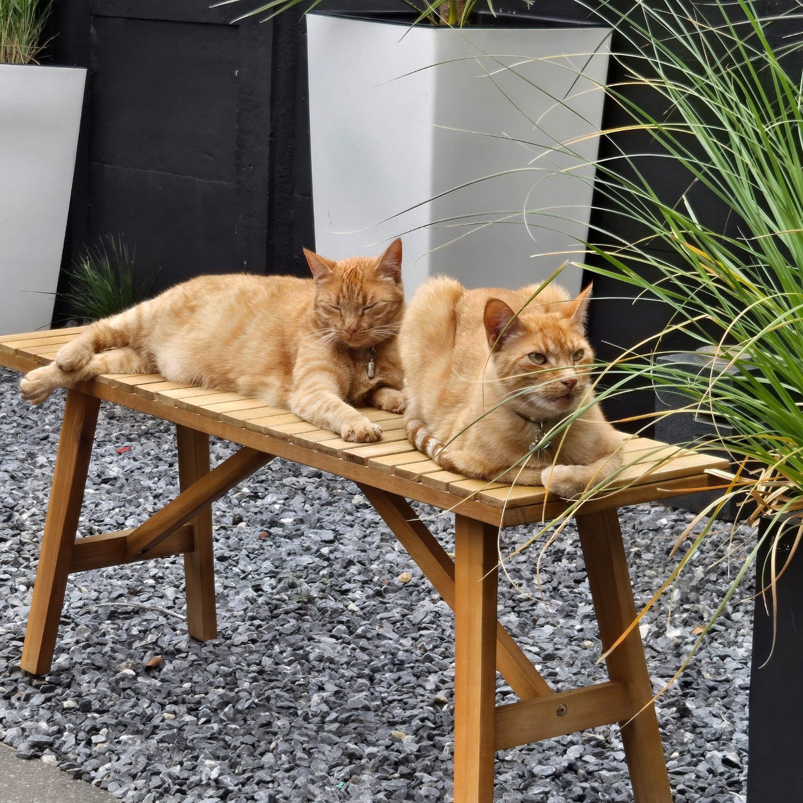 Broer en zus kat., Dieren en Toebehoren