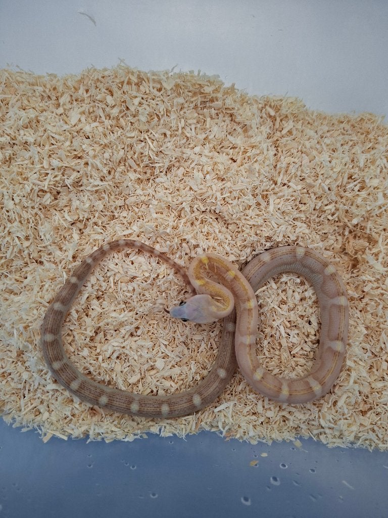 0.1 Scaleless Amber motley 100% heterozygoot Amel  (butter), Dieren en Toebehoren, Slang, Tam, 0 tot 2 jaar