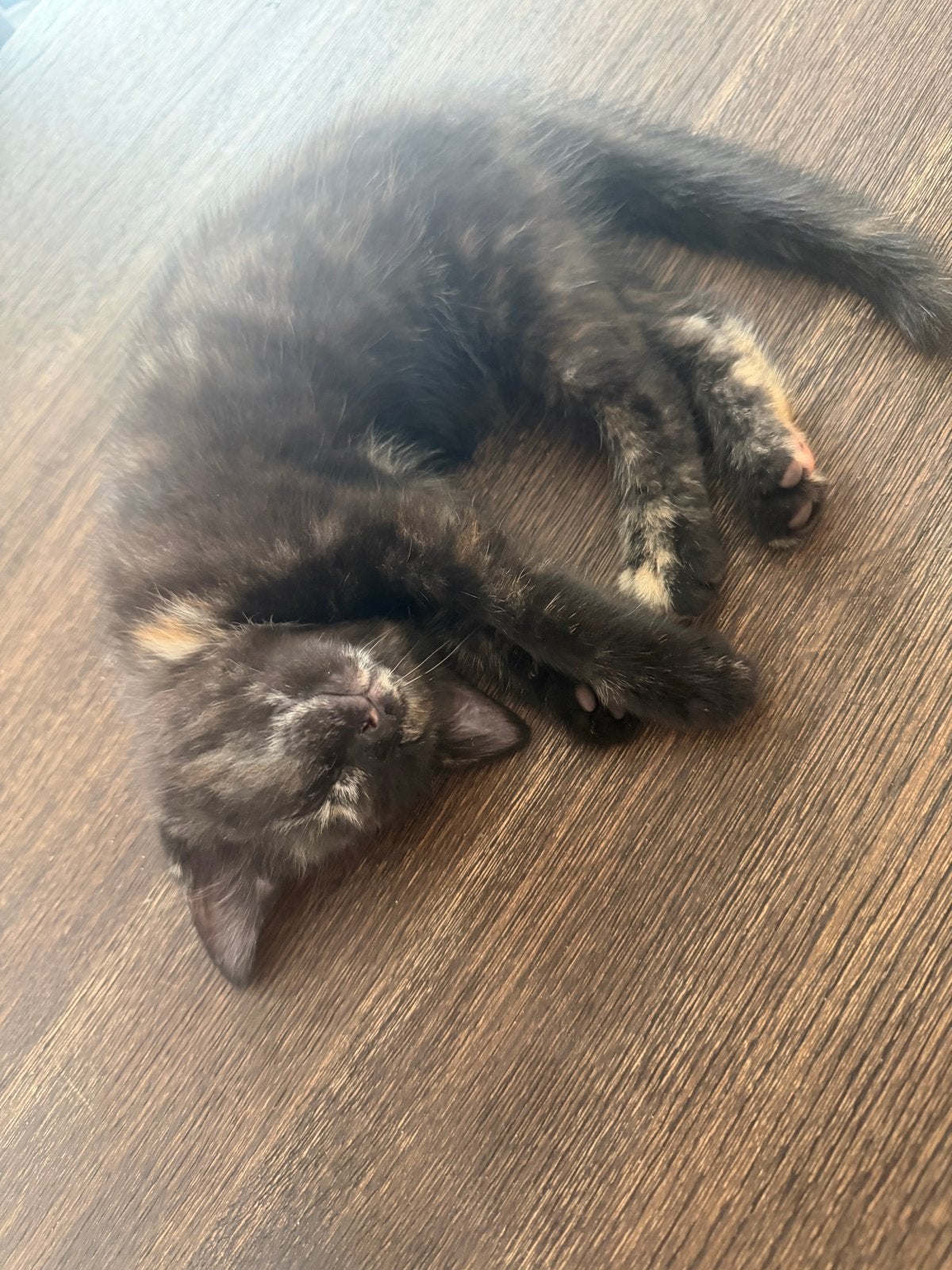 Schattige kittens, Dieren en Toebehoren, Katten en Kittens | Overige Katten, Meerdere dieren