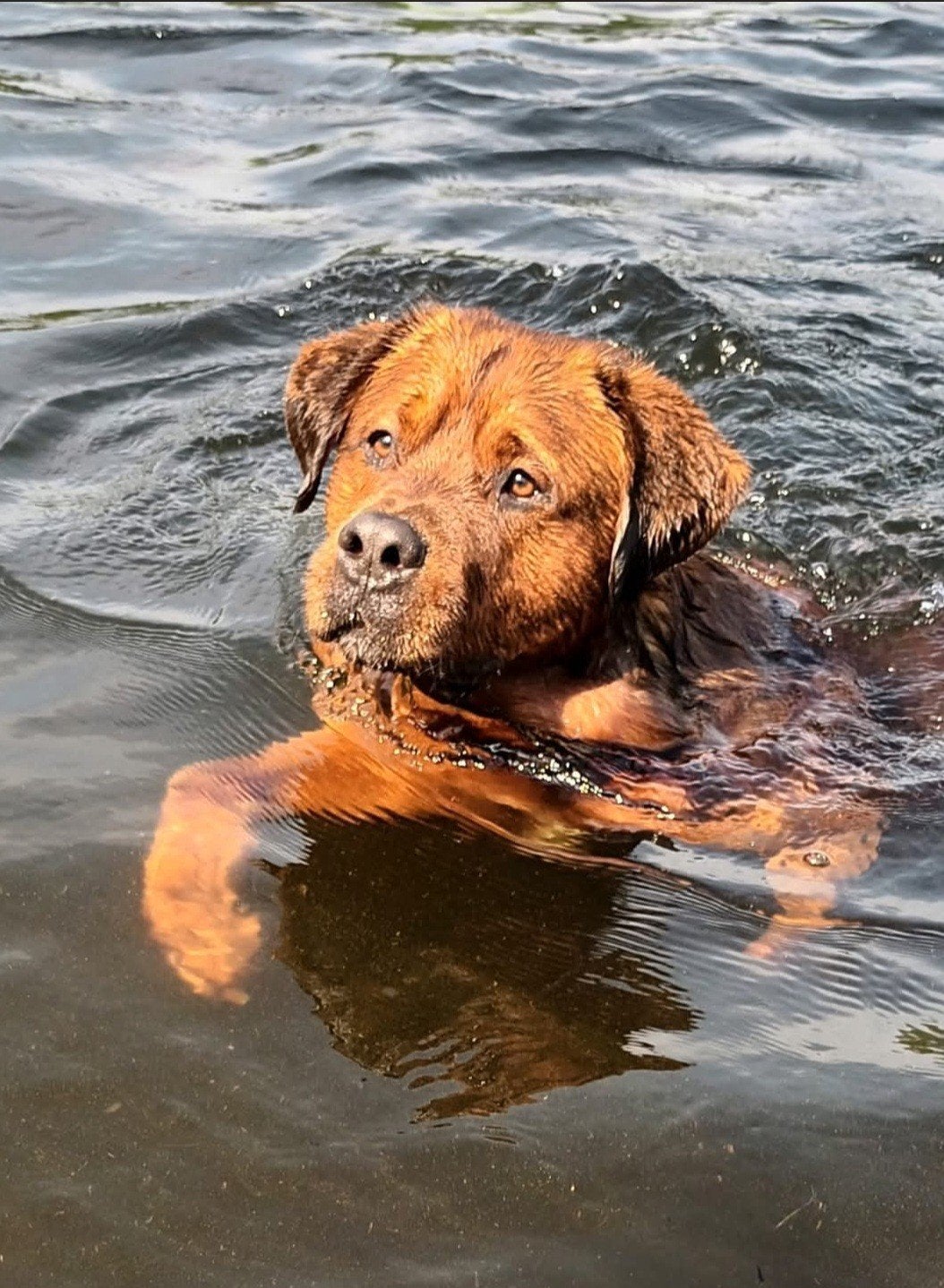 Reu 6 jaar Bordeaux x Berner Sennenhond, Dieren en Toebehoren, 6 jaar of ouder, Particulier, Reu, Sennenhond
