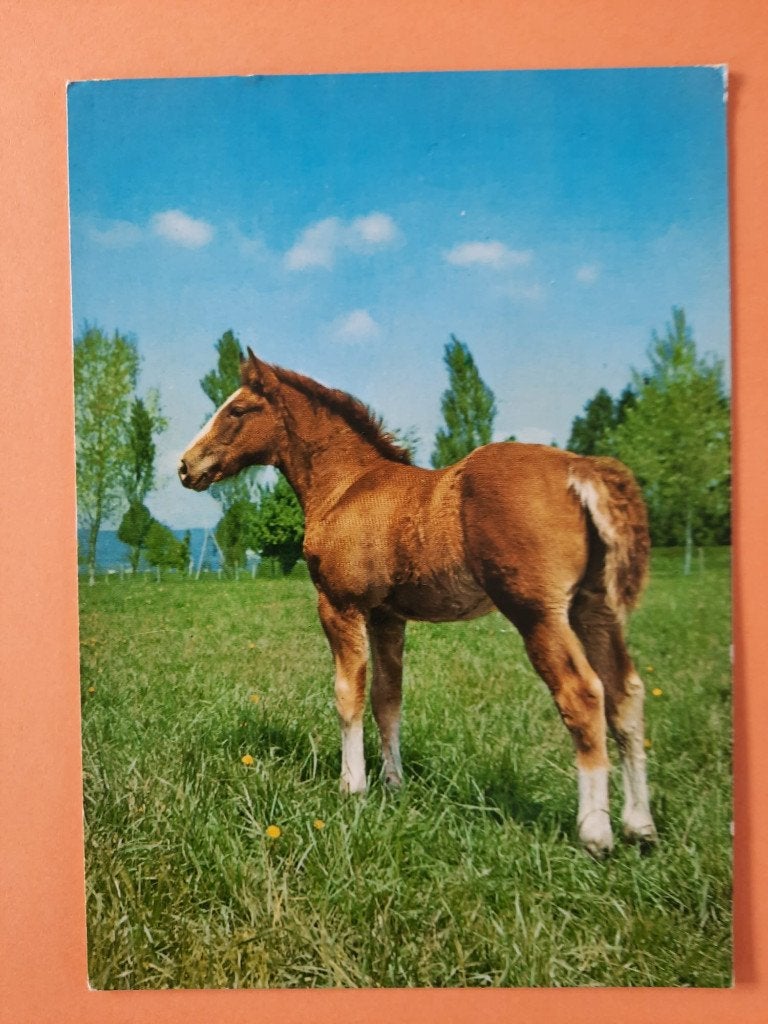 ansichtkaart kaart paard veulen, Verzamelen, Ophalen, 1960 tot 1980, Ongelopen, Paard