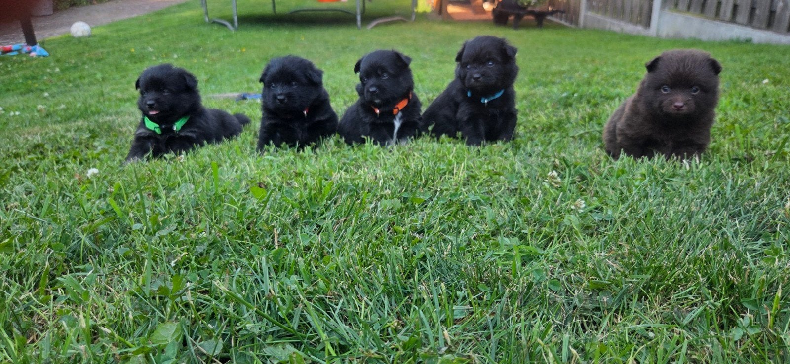 5 knappe pomeriaan boomer pups reutjes, Dieren en Toebehoren, 8 tot 15 weken, Eén hond, Nederland, Particulier
