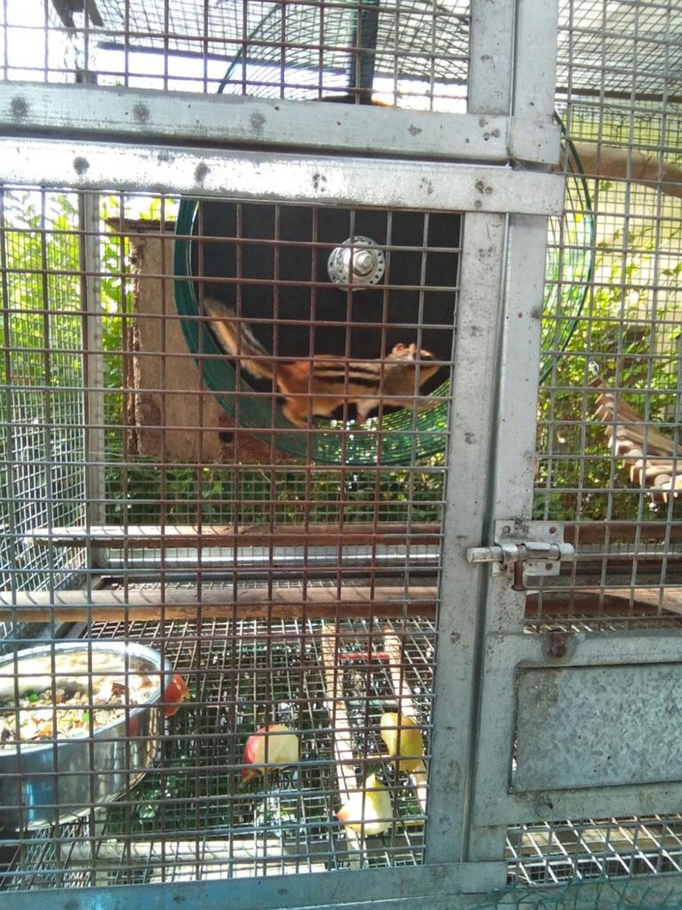 Knaagdieren eekhoorns, Dieren en Toebehoren, Ophalen, Loopwiel of Rad