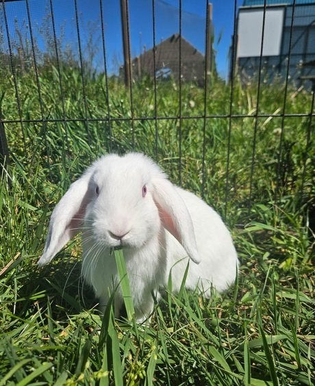 Snowball zoekt een nieuw huisje!, Mannelijk, Klein, 0 tot 2 jaar
