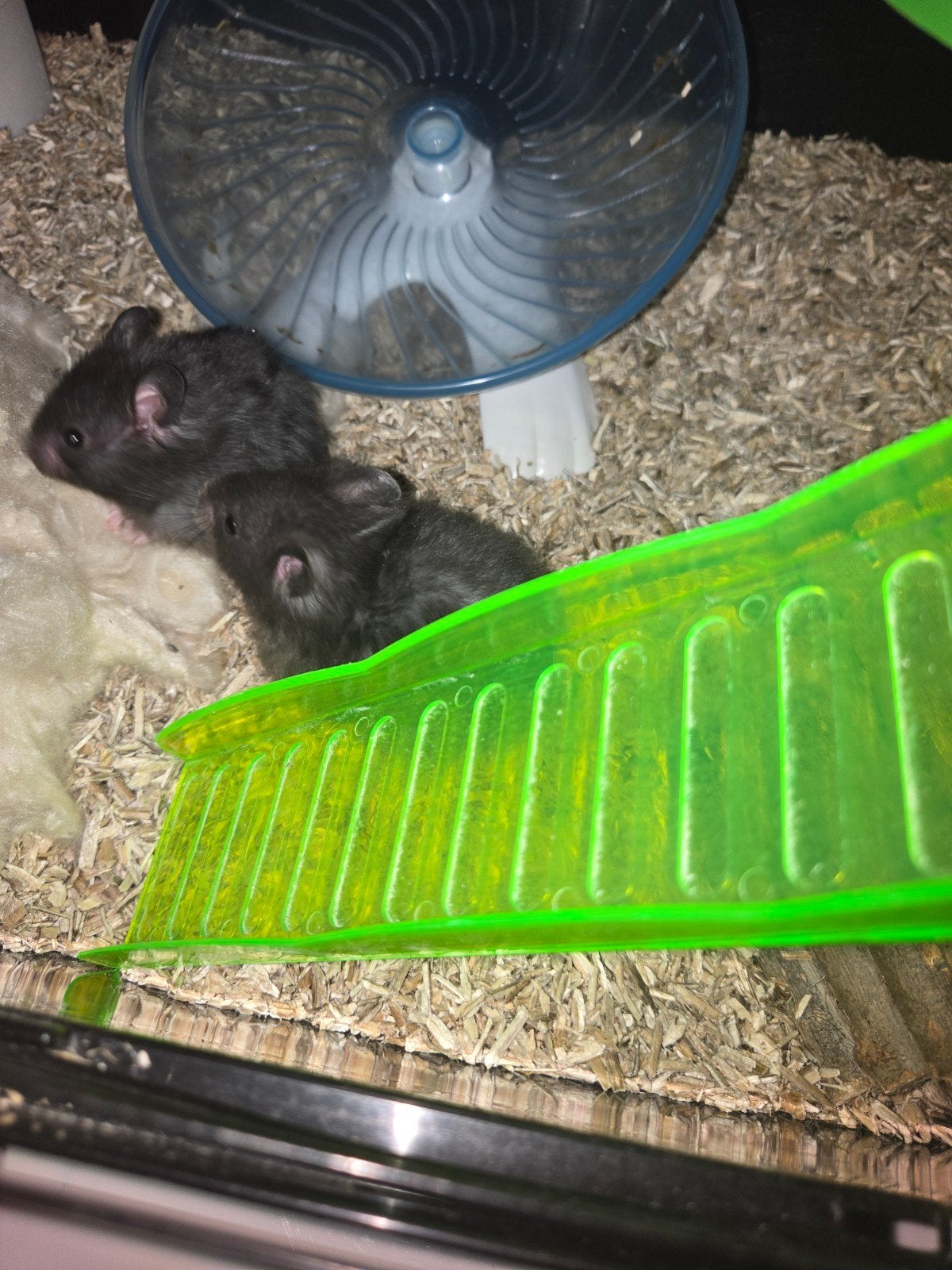 Goudhamsters, Dieren en Toebehoren, Hamster, Juni, Mannelijk, Tam