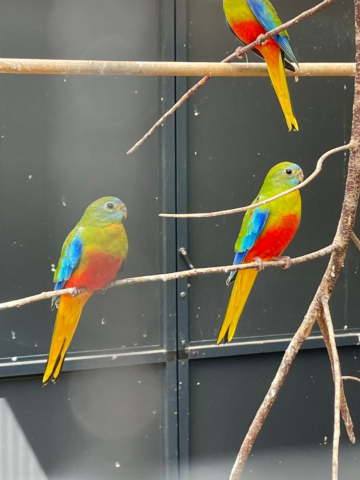 Parkieten turqoisine (neophema), Dieren en Toebehoren, Meerdere dieren, Parkiet