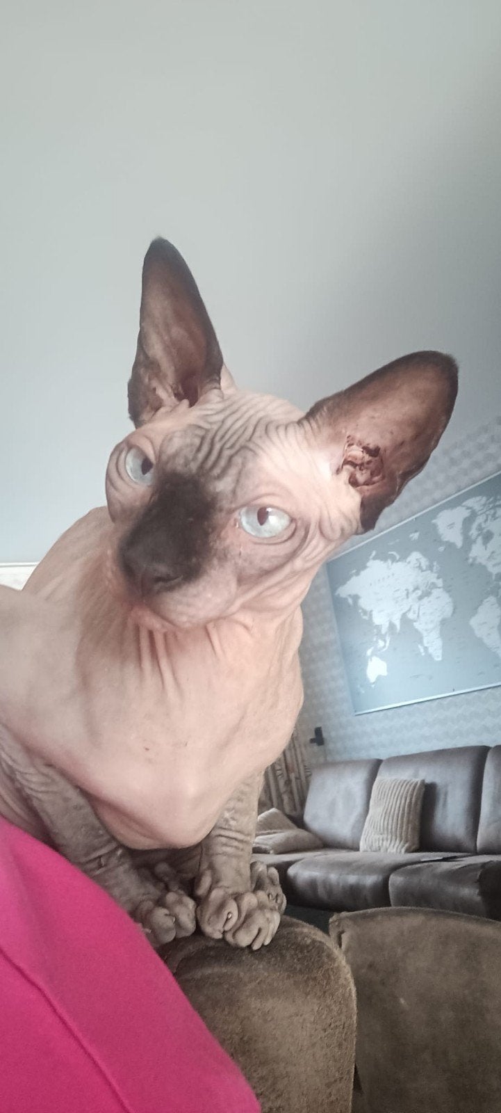 Sphynx, Kater, 3 tot 5 jaar