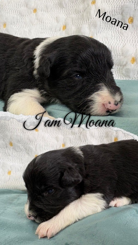 Border collie pups (geboren op 5-5-2026), Parvo, 8 tot 15 weken, Collie, Meerdere