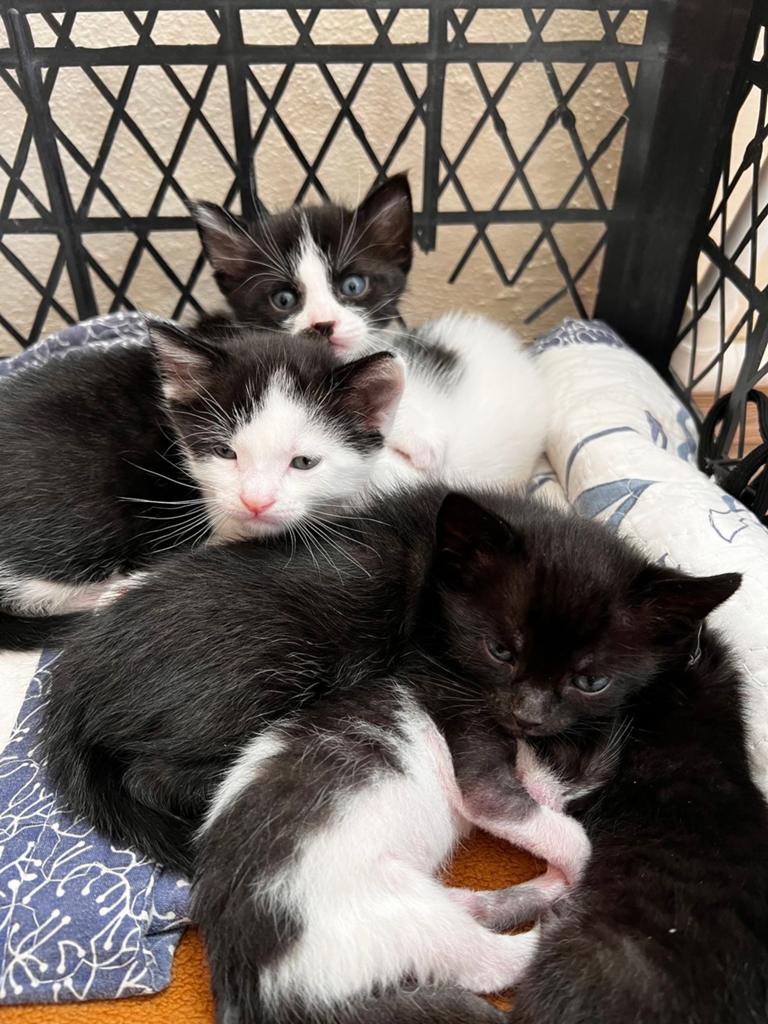 Kittens, Meerdere dieren