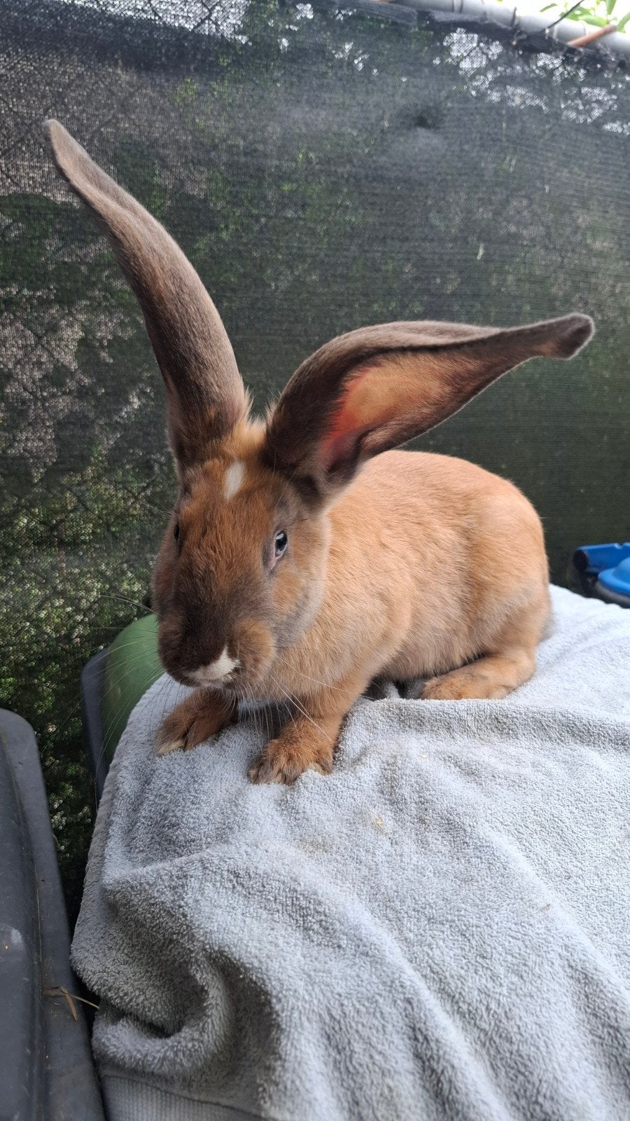 Duitse reus, Dieren en Toebehoren, Mannelijk, Groot