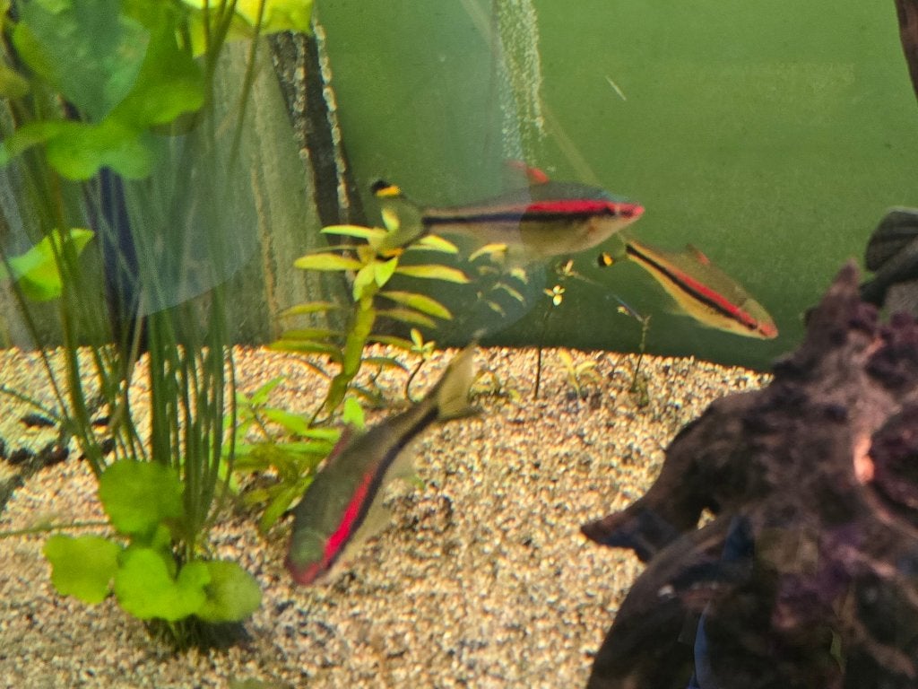 Aquarium Vissen zoetwater, Dieren en Toebehoren, Vis, Zoetwatervis