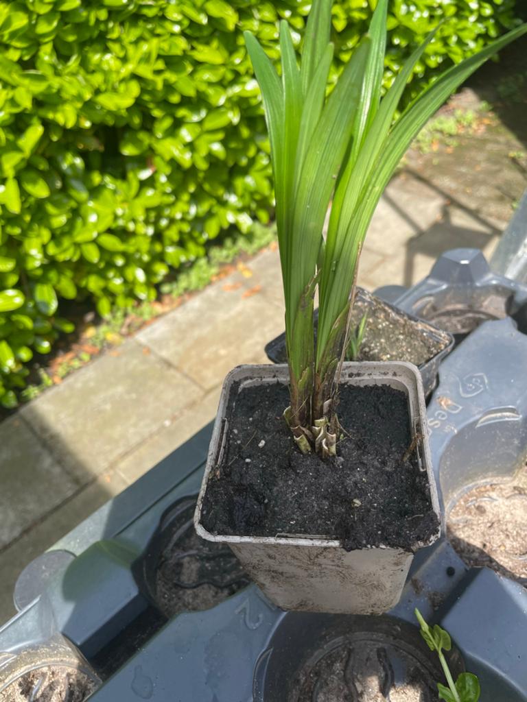 Siergras groene er komen pluimpjes in, Vaste plant, Bloeit niet, Halfschaduw, Ophalen