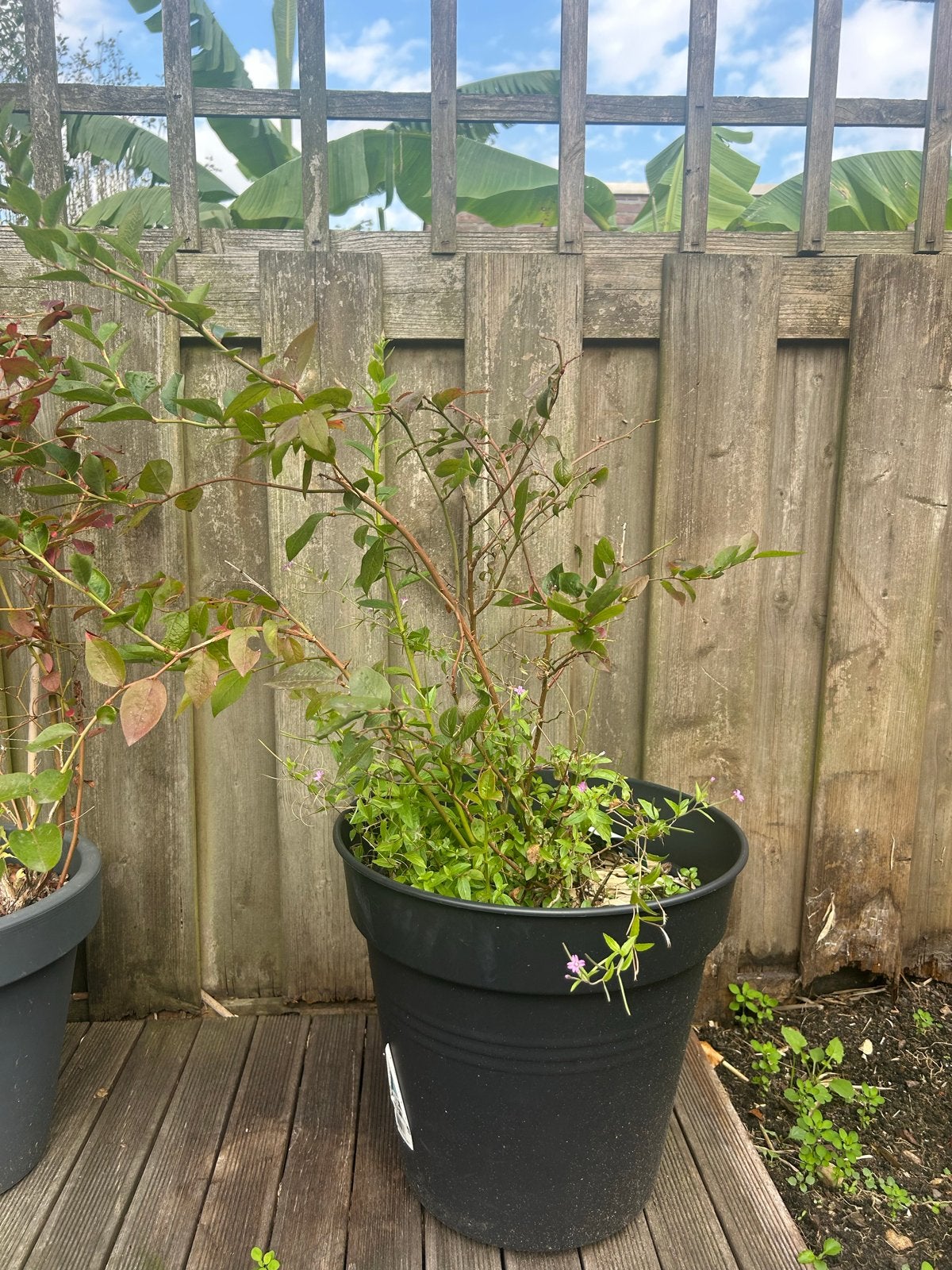Diverse fruitbomen- Druiven, Appel, Blauwe bes, Pruim, Tuin en Terras, Ophalen, Lente, Volle zon, In pot