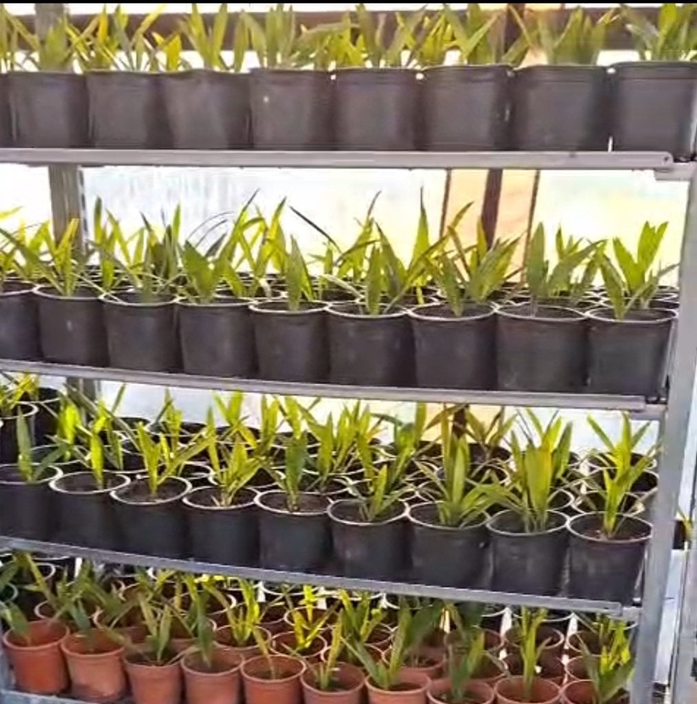 50 palmboom stekken | Trachycarpus fortunei | €1,99 p.s., Tuin en Terras, Volle zon, Verzenden, Lente, Minder dan 100 cm