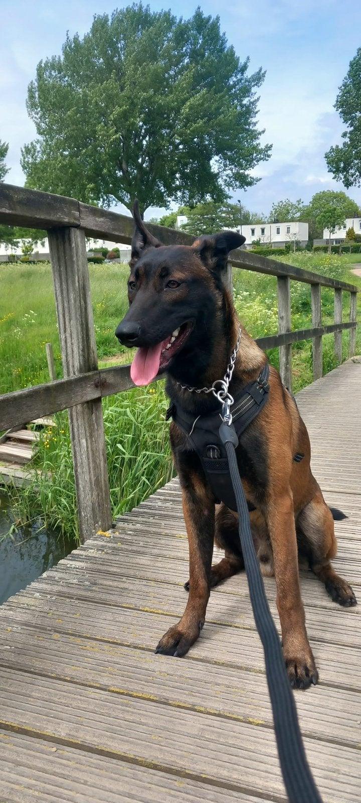 Mechelse Herder Reu, Dieren en Toebehoren, Honden | Herdershonden en Veedrijvers, Reu, CDV (hondenziekte), 1 tot 2 jaar, Eén hond