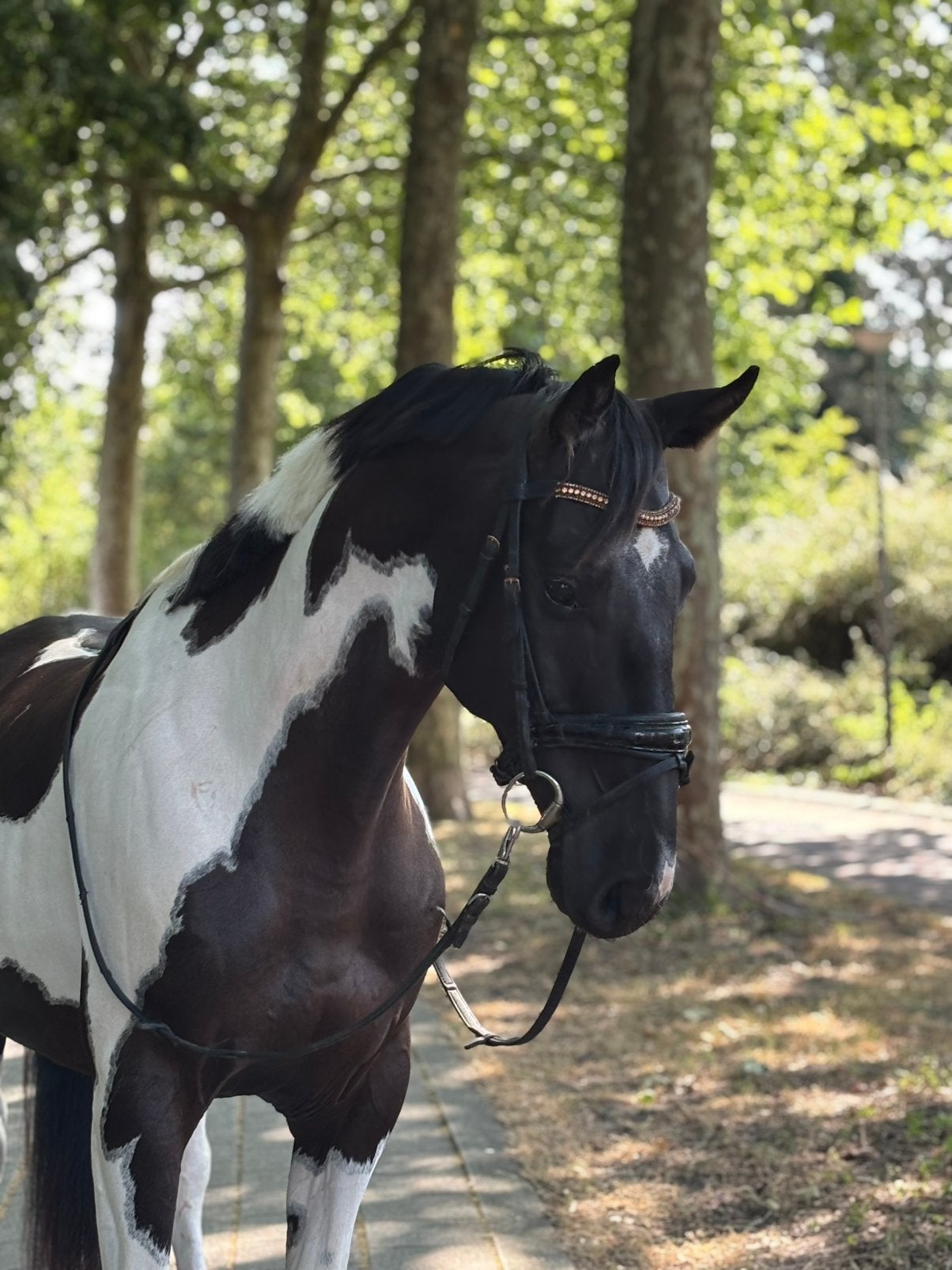Nino | Stoere | 7-jarige zwartbonte ruin, Minder dan 160 cm, B, Ruin, Gechipt