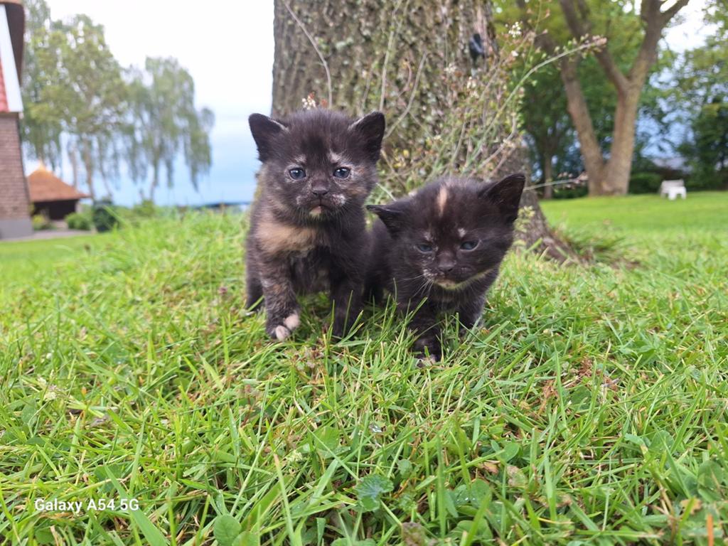 Kittens te koop, Dieren en Toebehoren, Katten en Kittens | Overige Katten, Poes