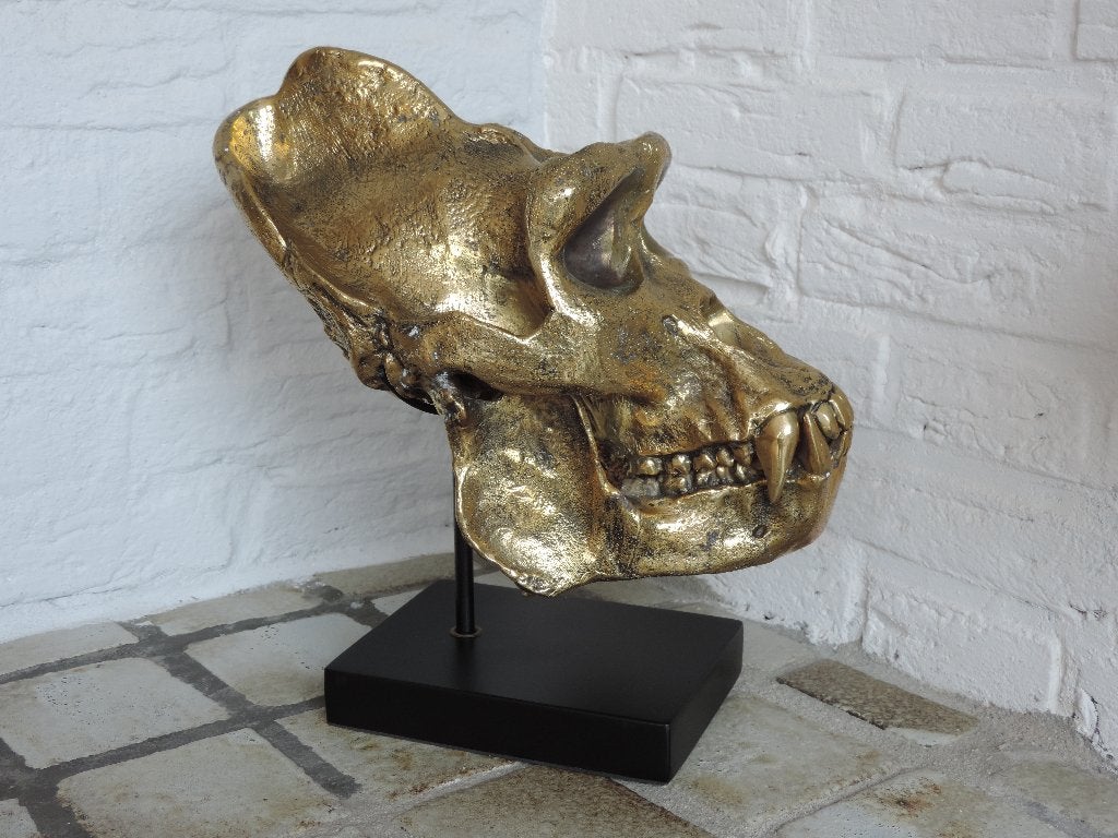 Prachtige bronzen afgietsel van gorilla schedel 1:1, Ophalen of Verzenden, Zo goed als nieuw, Overige soorten, Schedel