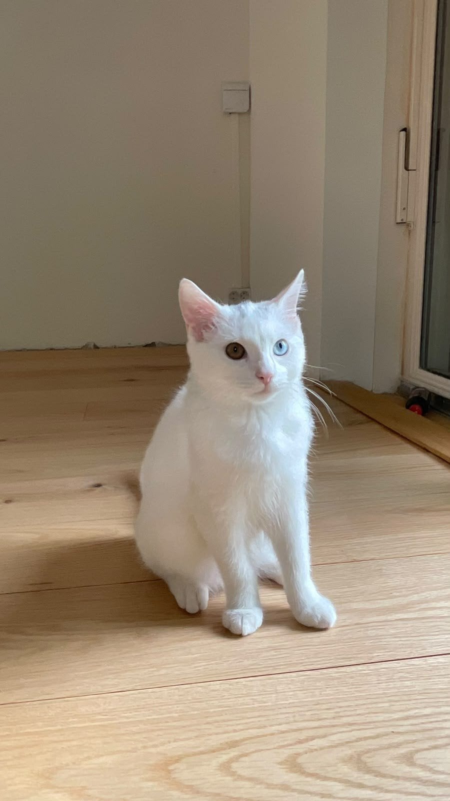 Poyraz – lieve mannelijke kitten te koop

Poyraz is een mann, Dieren en Toebehoren