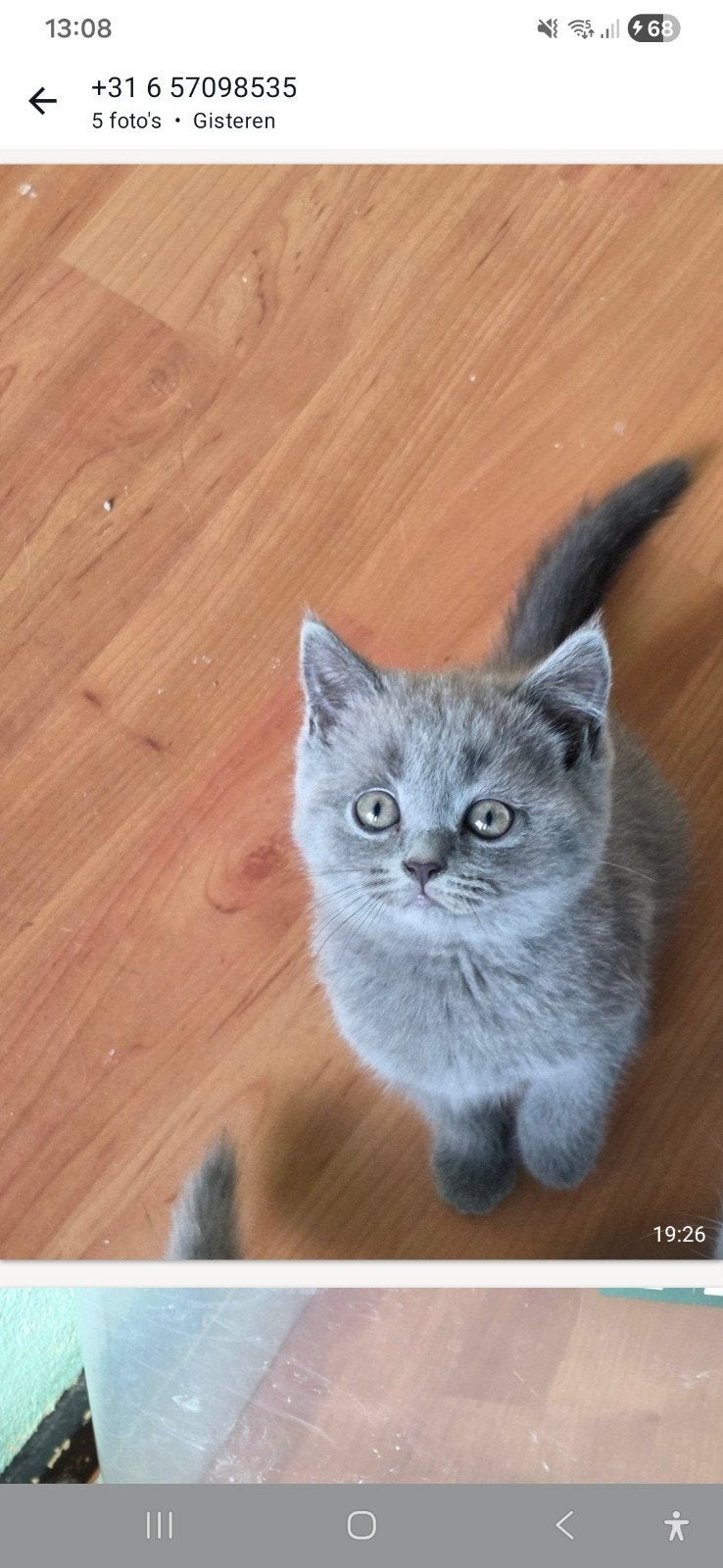 Kitten, Poes