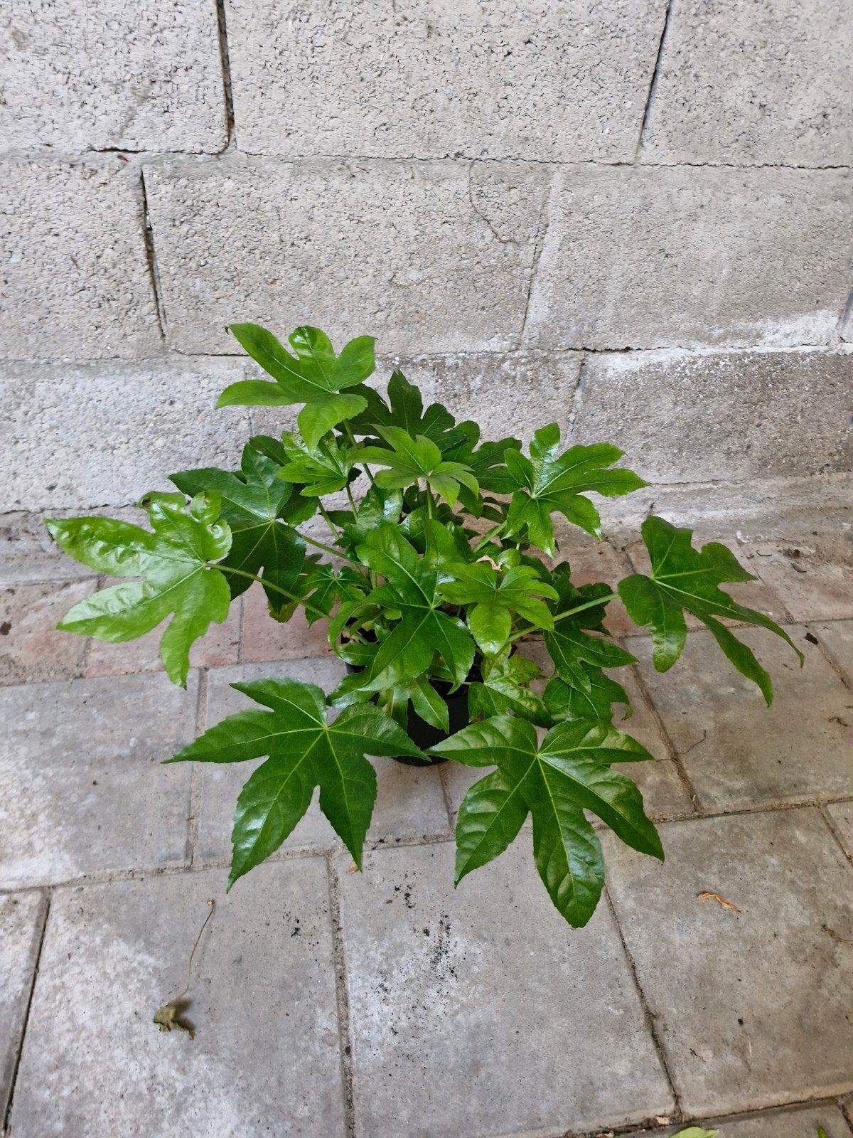 Fatsia Japonica - Japanse vingerplant zonder pot, Ophalen