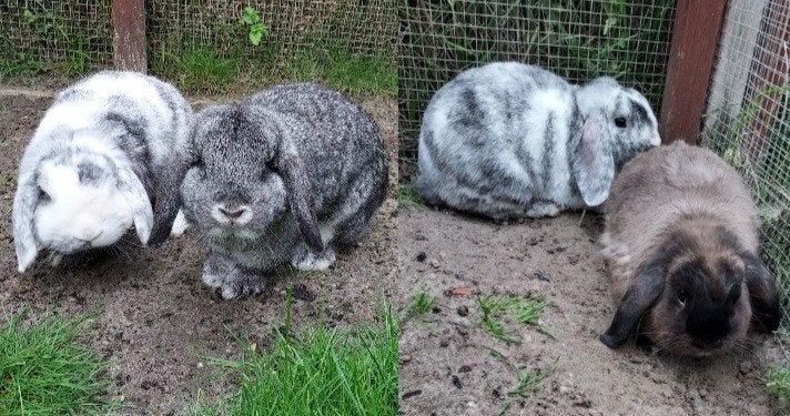 2 mooie koppels (gecastreerde ram met voedster), Meerdere dieren, Dwerg, Hangoor, 0 tot 2 jaar