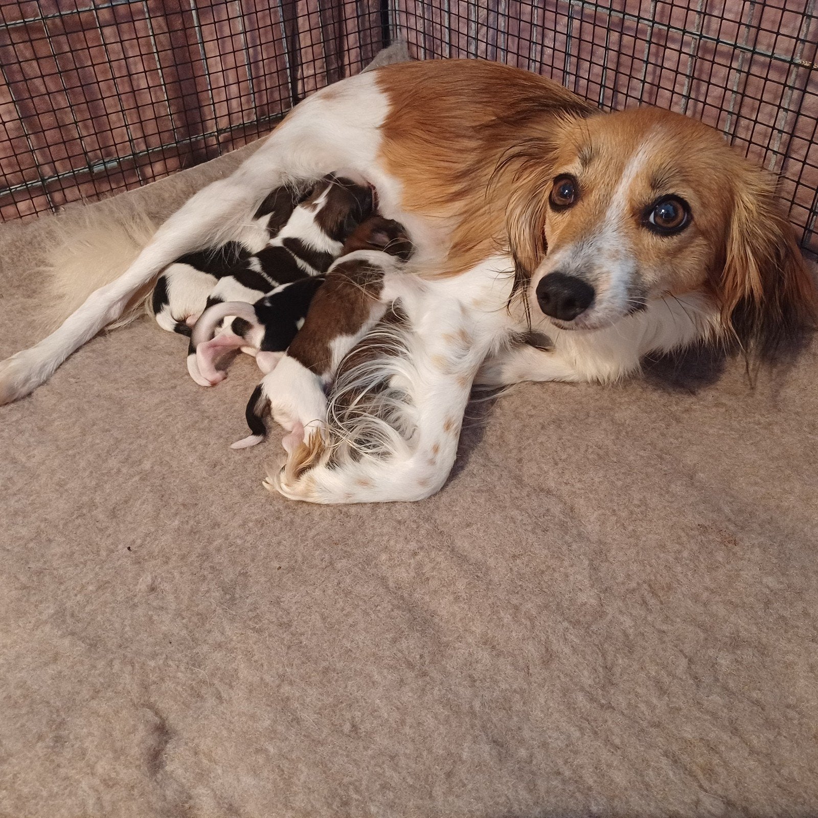 kooiker puppies, Dieren en Toebehoren, Overige rassen, 8 tot 15 weken, Meerdere dieren, Eén hond