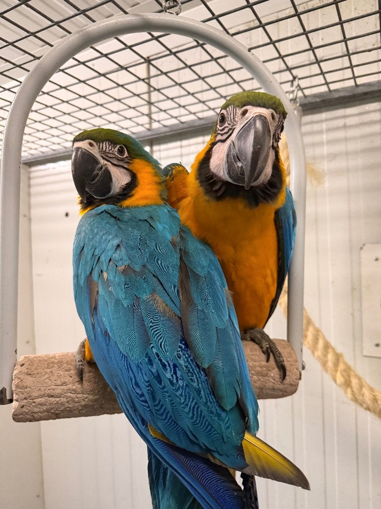 BLAUW GELE ARA, Dieren en Toebehoren, Mannelijk, Papegaai, Tam