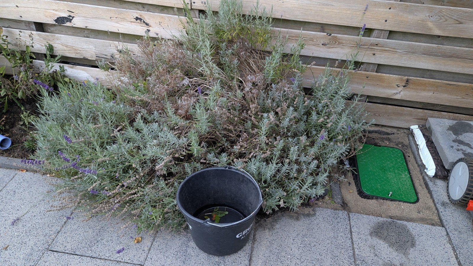 Grote Lavendelplant - Ideaal voor tuin of terras, Tuin en Terras, Planten | Tuinplanten, Volle zon, Vaste plant, Zomer, Ophalen