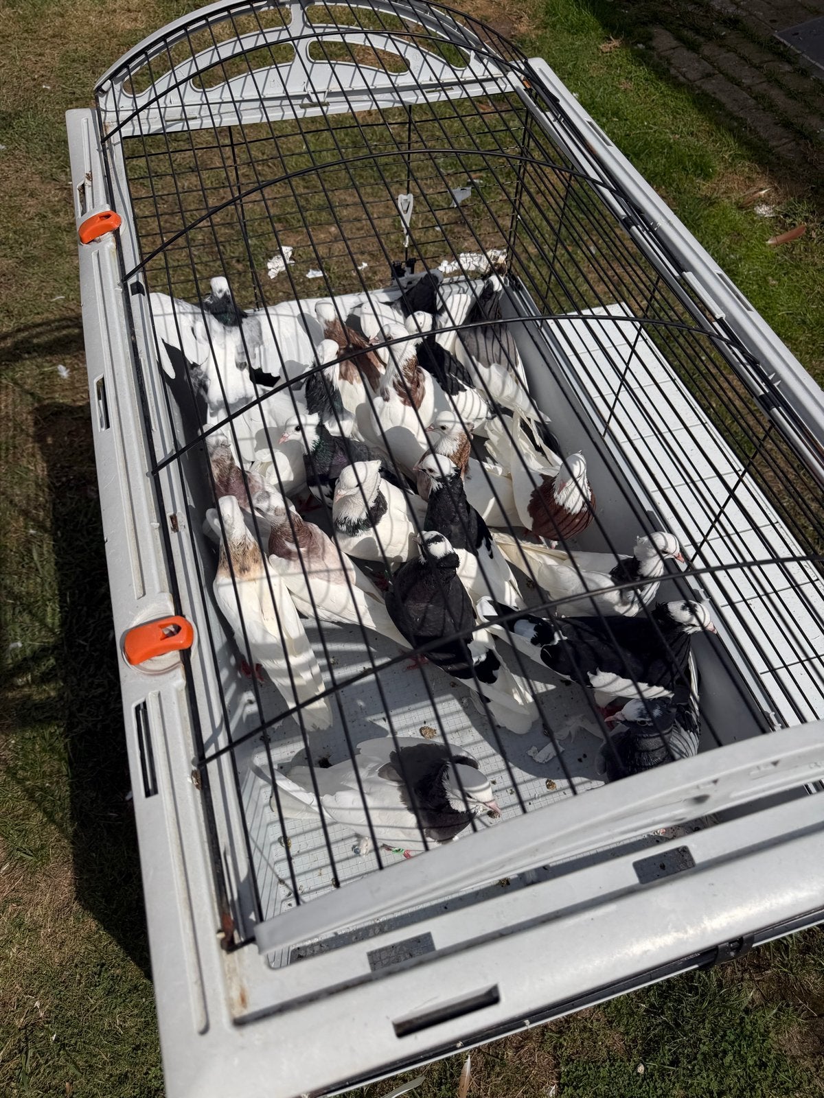 Togiduiven, Meerdere dieren, Postduif
