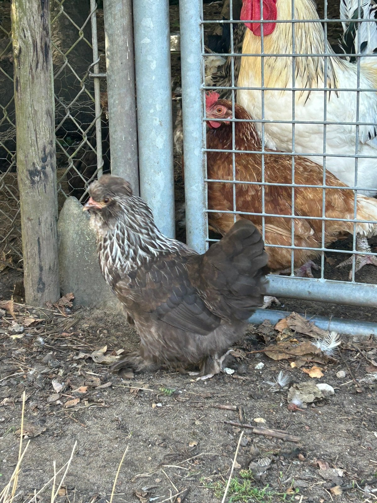 Krielkip Hen, Dieren en Toebehoren, Vrouwelijk, Kip