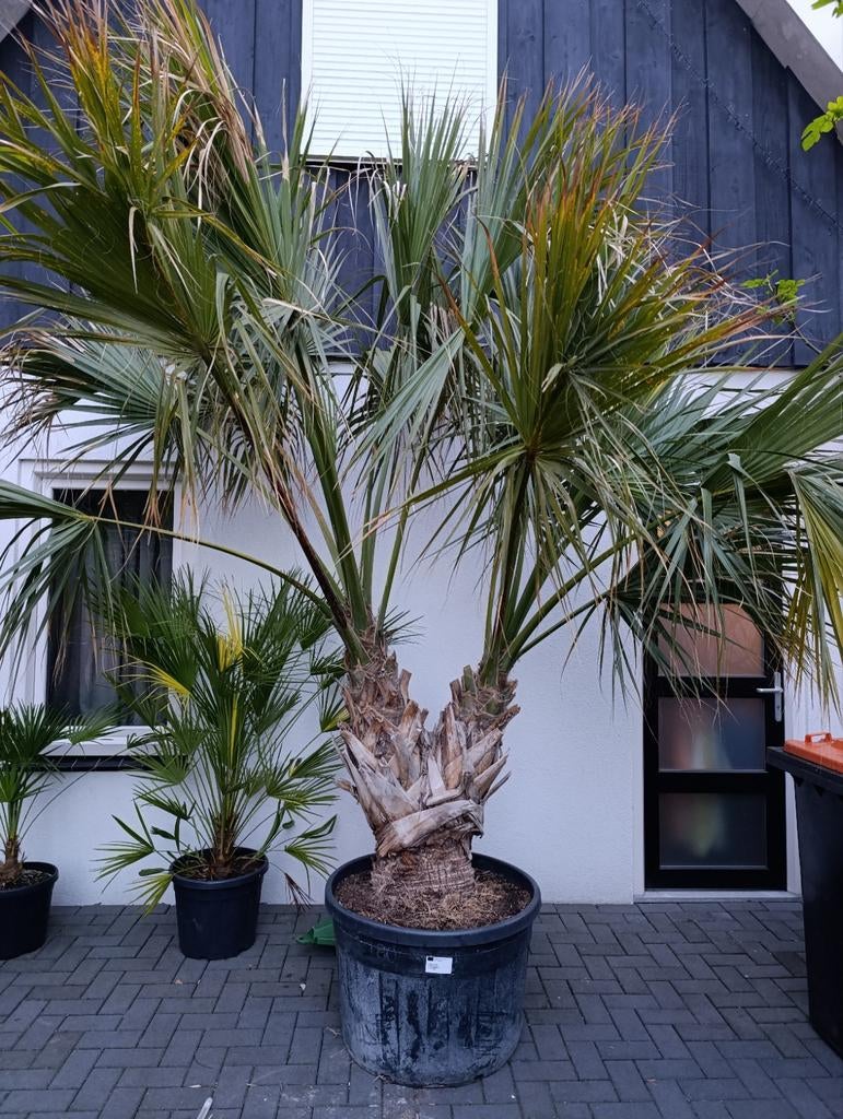 Sabal Palmetto - Uniek vertakte stam, Volle zon, Vaste plant, Bloeit niet, Ophalen