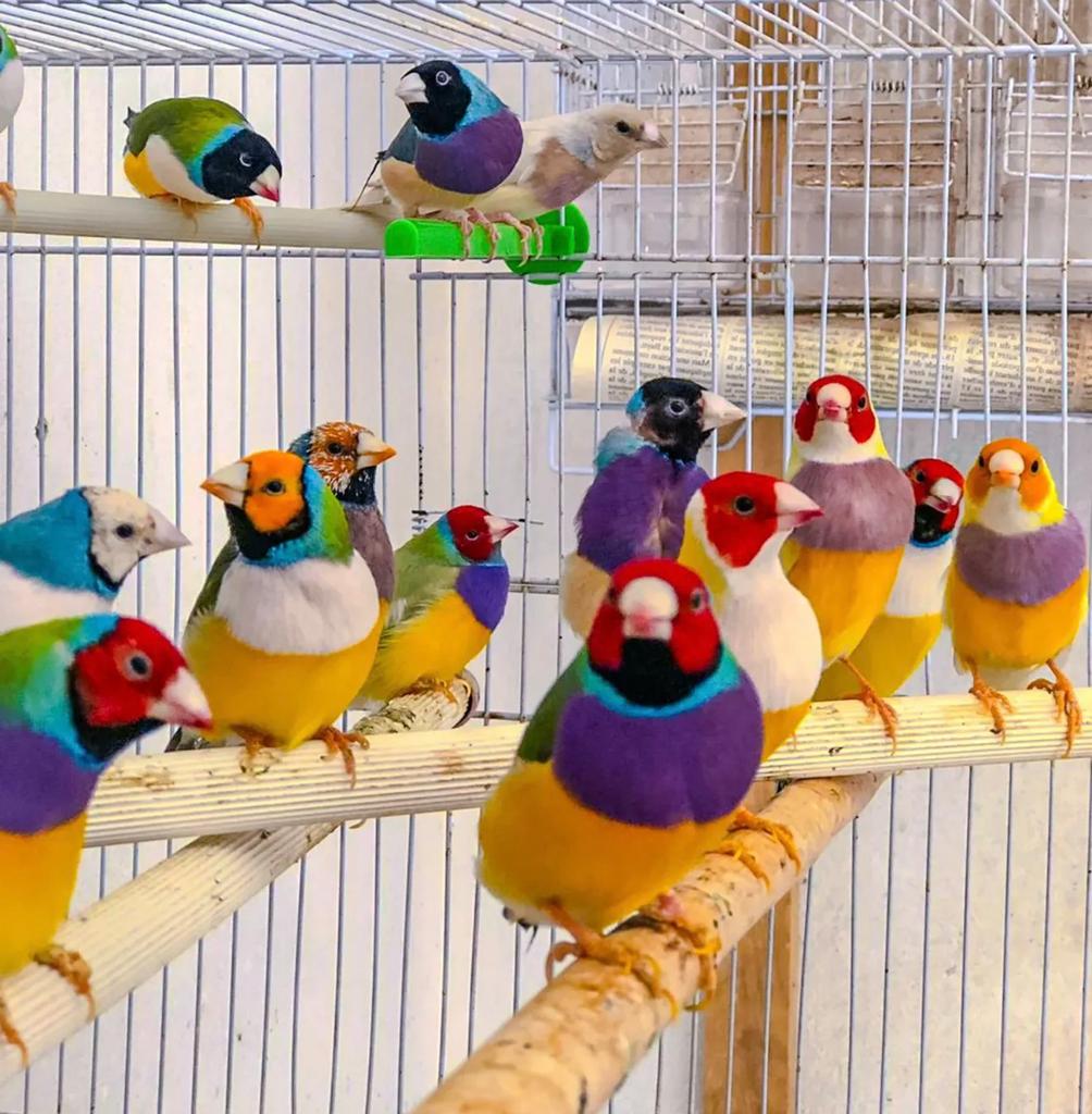 diverse jonge vinken in vele kleuren, Dieren en Toebehoren, Meerdere dieren, Wildzangvogel, Geringd